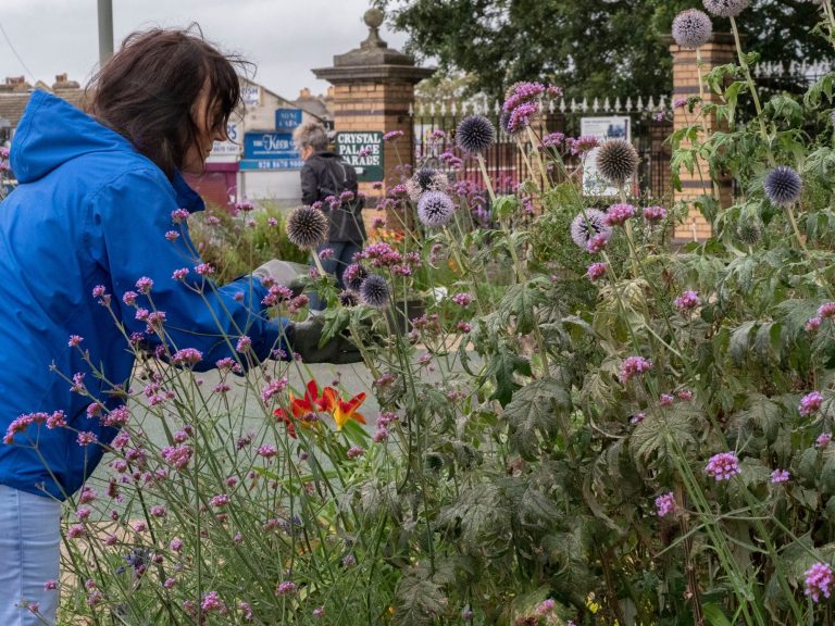 Garden volunteer Woman in a blue anorak tends tall flowering plants in a flowerbed near park gates.